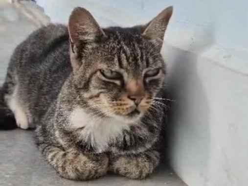 Gato para adoção Macho Médio 3 anos