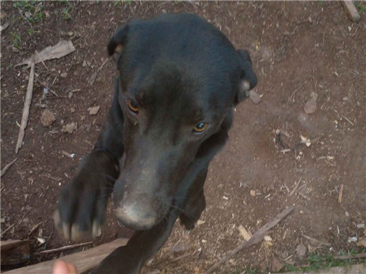 Cachorro cão para adoção Macho Grande 7 a 11 meses 