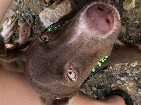 Cachorro cão para adoção Macho Médio  2 a 6 meses 