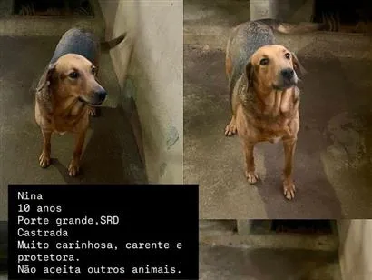 Cao SRD-ViraLata Grande 6-anos-Acima