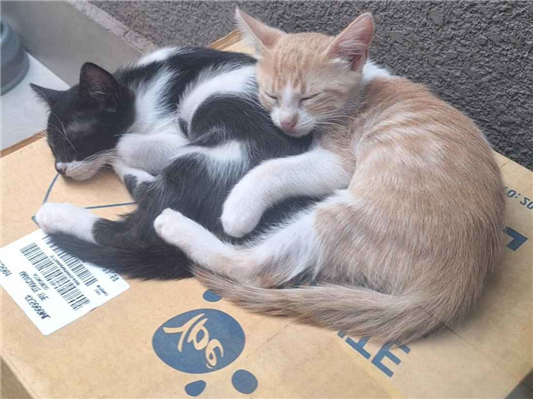 Gato para adoção Macho Pequeno Abaixo de 2 meses