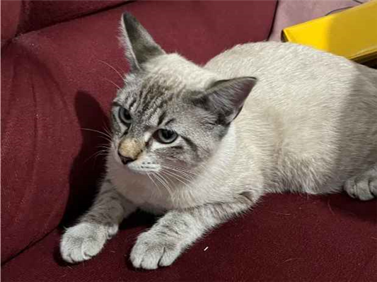 Gato - Macho Pequeno7 a 11 meses