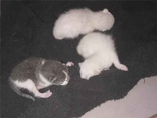 Gato para adoção Ambos Pequeno Abaixo de 2 meses