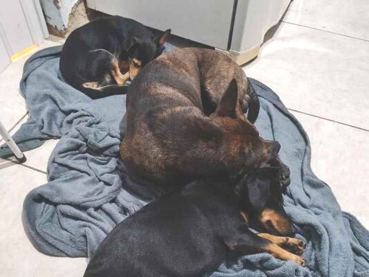 Cachorro cão para adoção Macho Médio  2 anos 