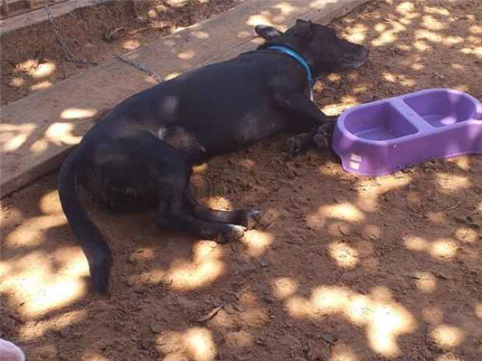 Cachorro cão para adoção Fêmea Médio  3 anos 