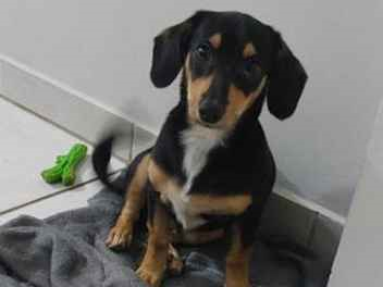 Cachorro cão para adoção Macho Pequeno 2 a 6 meses 