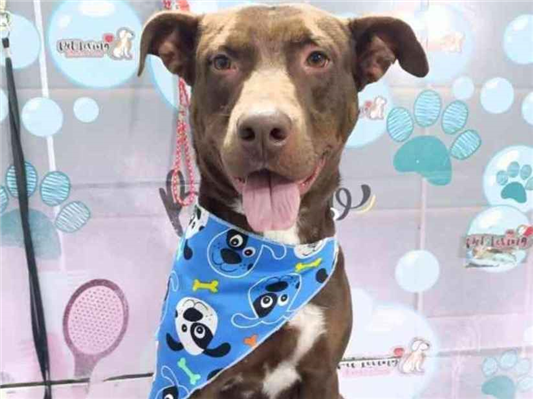 Cachorro cão para adoção Macho Médio  3 anos 