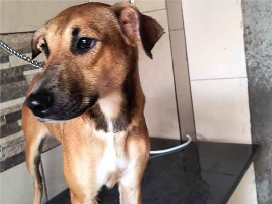 Cachorro cão para adoção Fêmea Médio  1 ano 