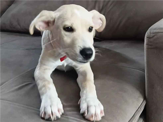 Cachorro cão para adoção Macho Médio  7 a 11 meses 