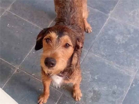 Cachorro cão para adoção Macho Grande 3 anos 