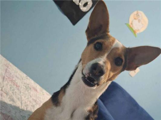 Cachorro cão para adoção Macho Médio  3 anos 