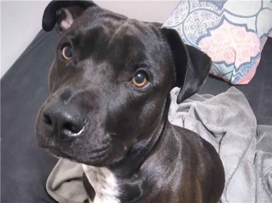 Cachorro cão para adoção Macho Médio  7 a 11 meses 