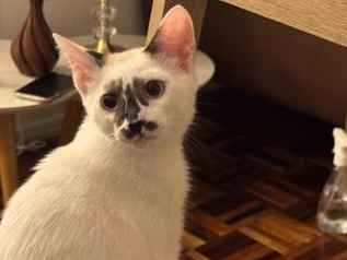 Gato para adoção Macho Pequeno 2 a 6 meses