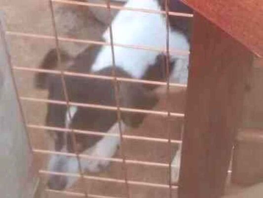 Cachorro cão para adoção Macho Médio  6 anos Acima 