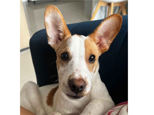 Cachorro cão para adoção Macho Médio  7 a 11 meses 