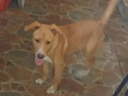 Cao SRD-ViraLata Medio 2-a-6-meses