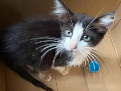 Gato SRD-ViraLata Pequeno Abaixo-de-2-meses