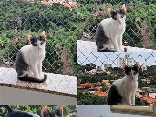 Gato para adoção Macho Pequeno 2 a 6 meses
