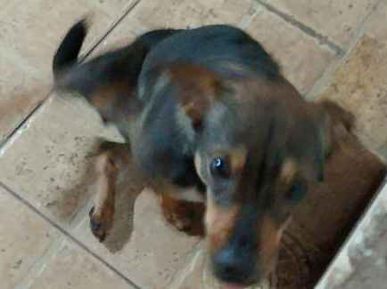 Cachorro cão para adoção Fêmea Pequeno 1 ano 