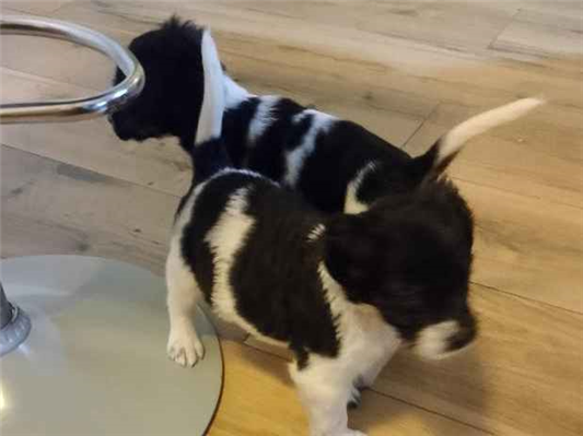 Cachorro cão para adoção Ambos Pequeno Abaixo de 2 meses 