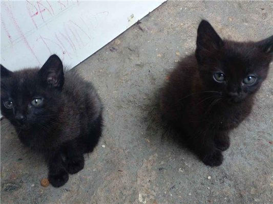 Gato para adoção Macho Pequeno Abaixo de 2 meses