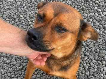 Cachorro cão para adoção Fêmea Grande 1 ano 