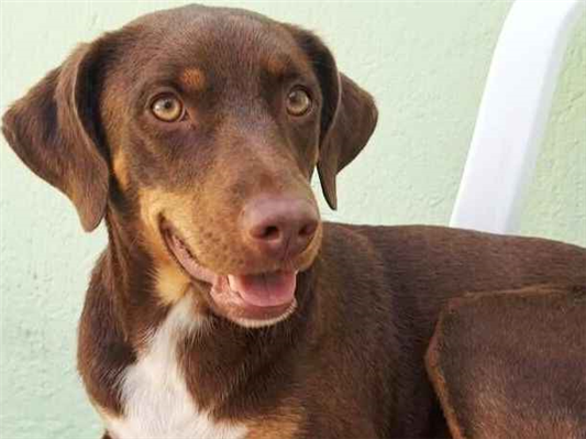 Cachorro cão para adoção Macho Médio  2 anos 