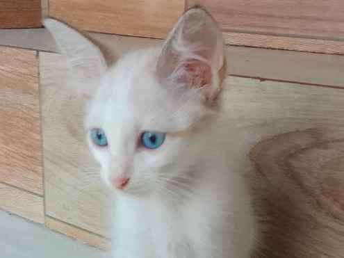 Gato para adoção Macho Pequeno 2 a 6 meses