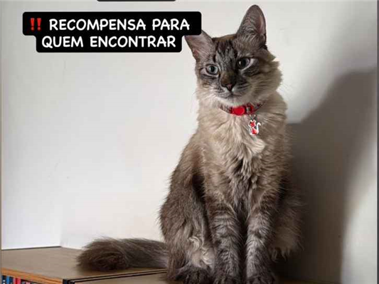 Gato Procura-Perdido Fêmea Médio 2 anos 