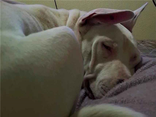 Cachorro cão para adoção Macho Médio  7 a 11 meses 