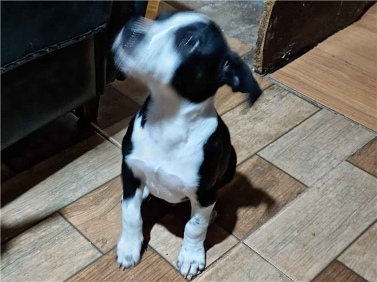 Cachorro cão para adoção Macho Médio  2 a 6 meses 