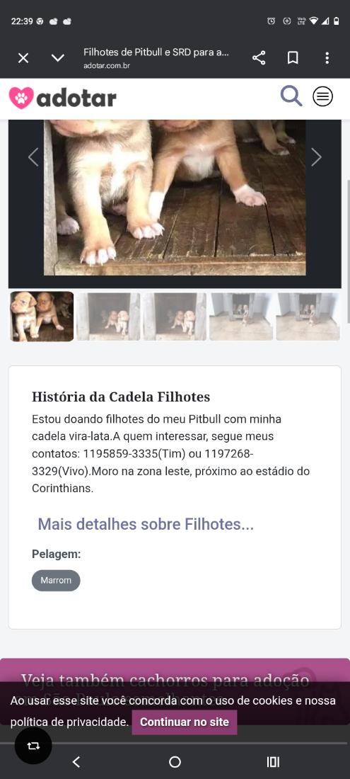 Cachorro cão para adoção Fêmea Grande 2 a 6 meses 