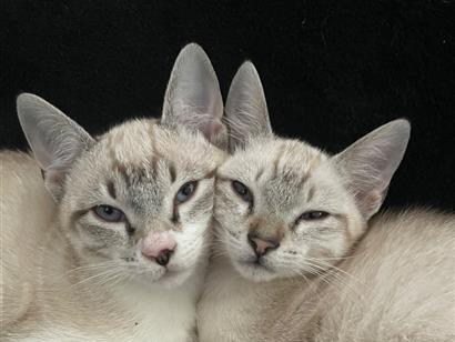 Gato para adoção Macho Médio 7 a 11 meses