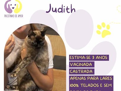 Gato para adoção Fêmea Pequeno 3 anos