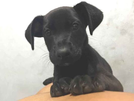 Cachorro cão para adoção Fêmea Pequeno 2 a 6 meses 