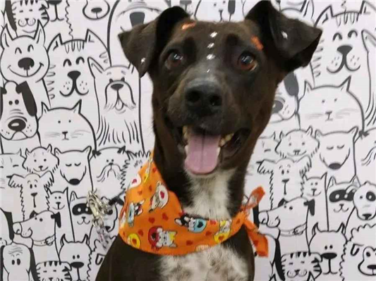 Cachorro cão para adoção Fêmea Médio  6 anos Acima 