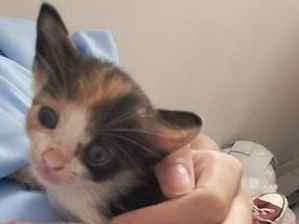Gato para adoção Fêmea Pequeno Abaixo de 2 meses