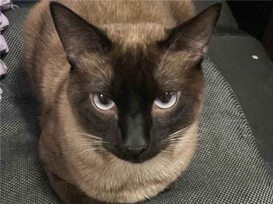Gato Procura-Perdido Macho Médio 2 anos 