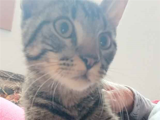 Gato - Macho Pequeno2 a 6 meses