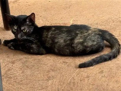 Gato SRD-ViraLata Pequeno 7-a-11-meses