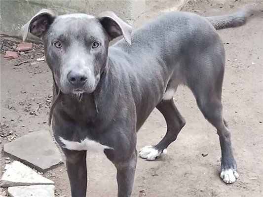Cachorro cão para adoção Macho Grande 1 ano 