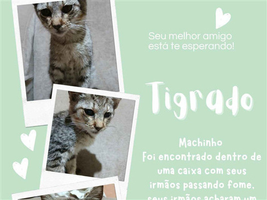 Gato para adoção Macho Médio 2 a 6 meses