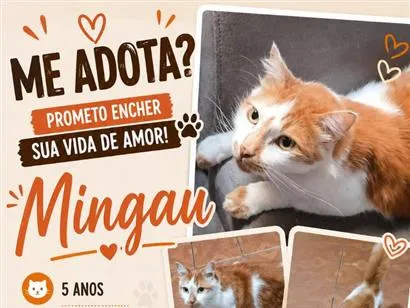 Gato SRD-ViraLata Medio 5-anos