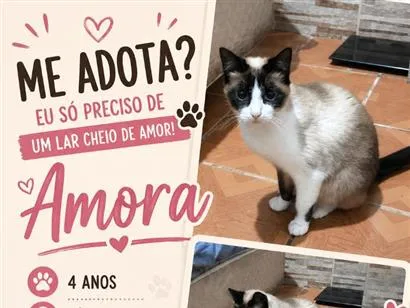 Gato SRD-ViraLata Medio 4-anos
