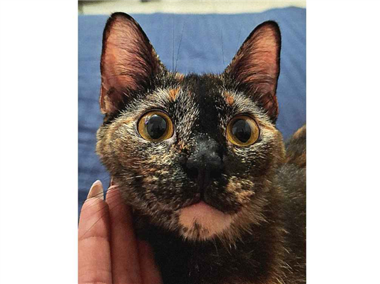 Gato para adoção Fêmea Pequeno 1 ano