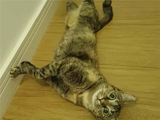 Gato para adoção Fêmea Pequeno 3 anos