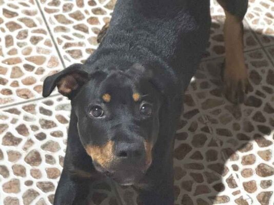 Cachorro cão para adoção Macho Grande 7 a 11 meses 