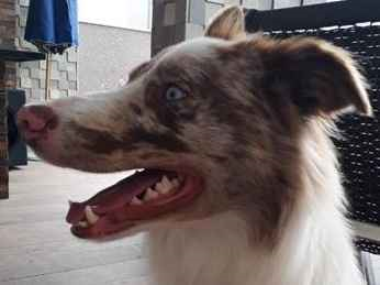 Cachorro cão para adoção Macho Grande 1 ano 