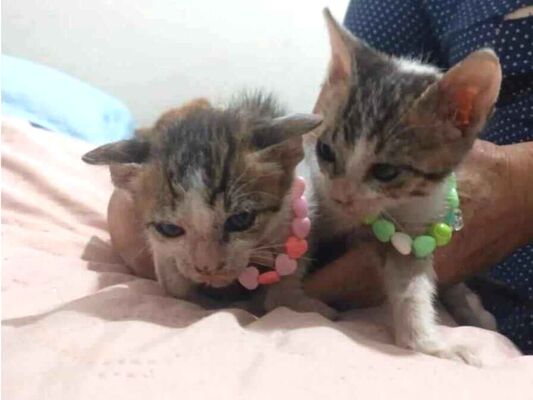 Gato para adoção Ambos Pequeno 2 a 6 meses