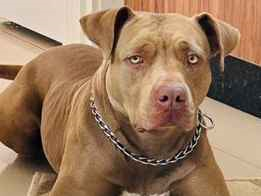 Cachorro cão para adoção Fêmea Grande 3 anos 